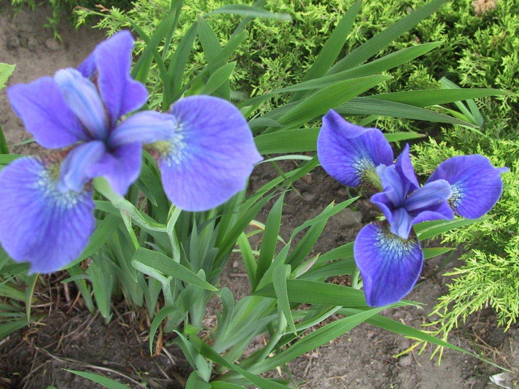 Iris sibirica Mountain Lake .jpg